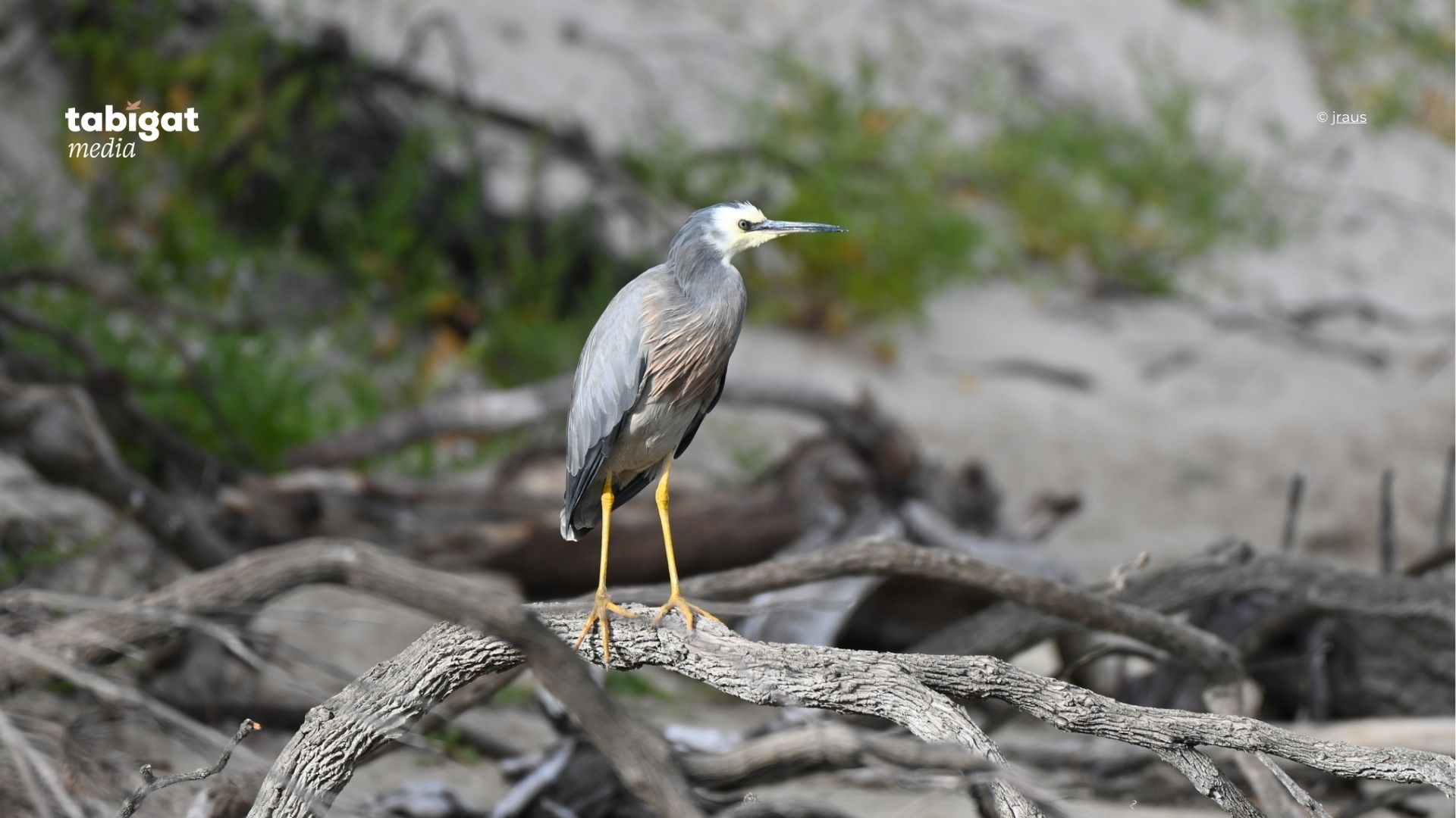 Ретро порно фильмдердегі талғампаз ханымдар